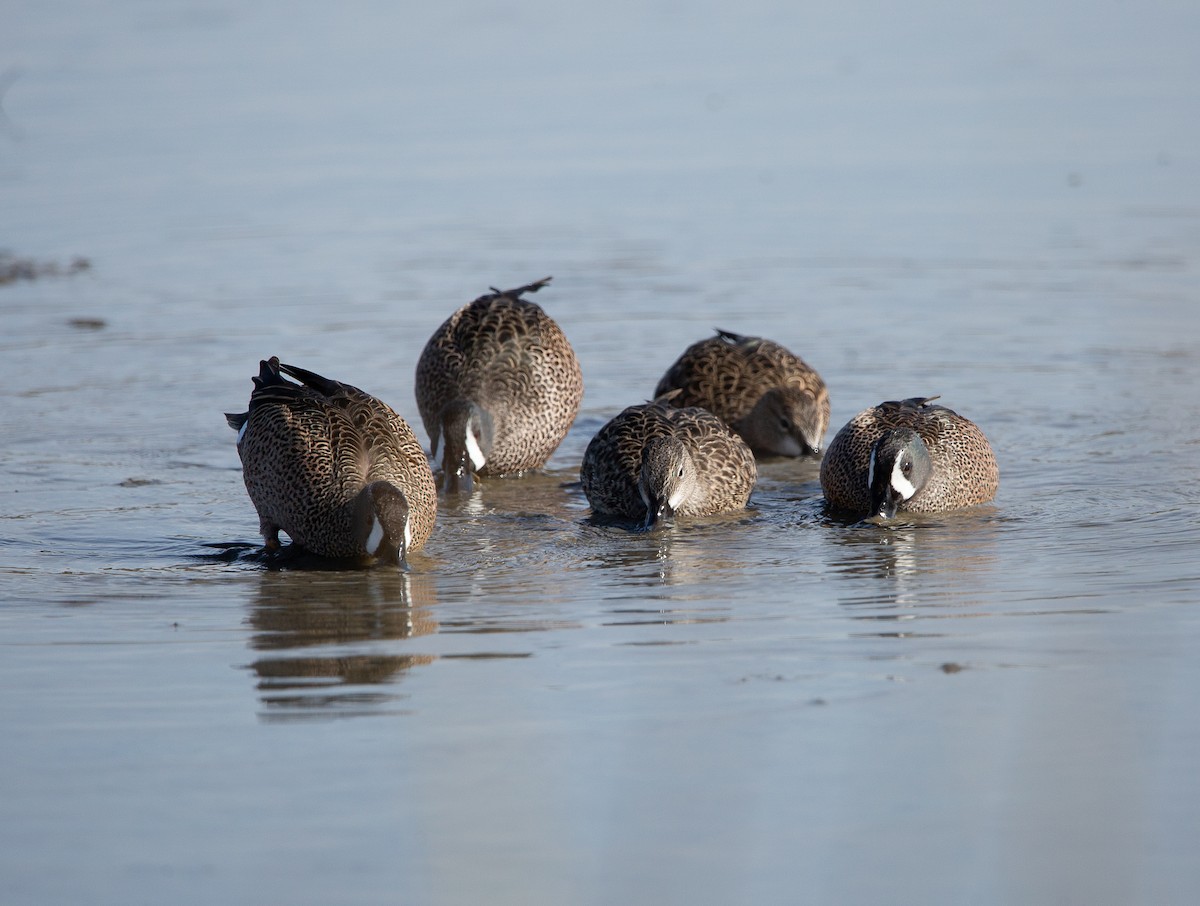 Blue-winged Teal - ML646820269