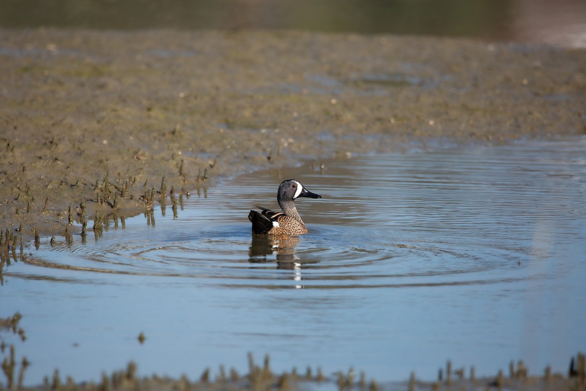 Blue-winged Teal - ML646820273