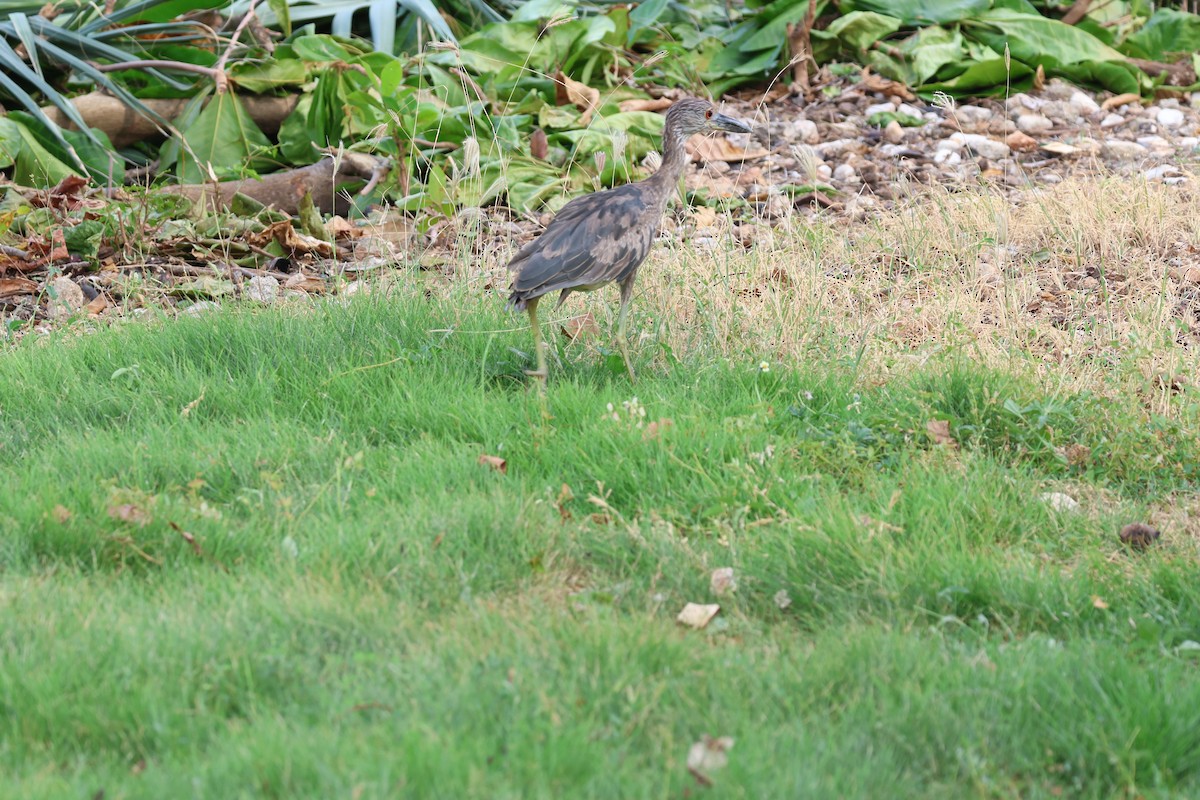 Martinete Coronado - ML646820274