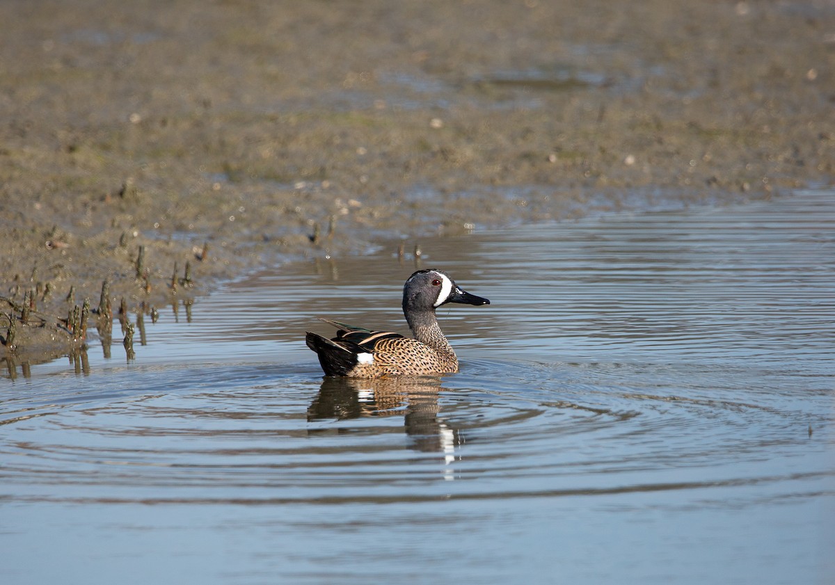 Blue-winged Teal - ML646820275