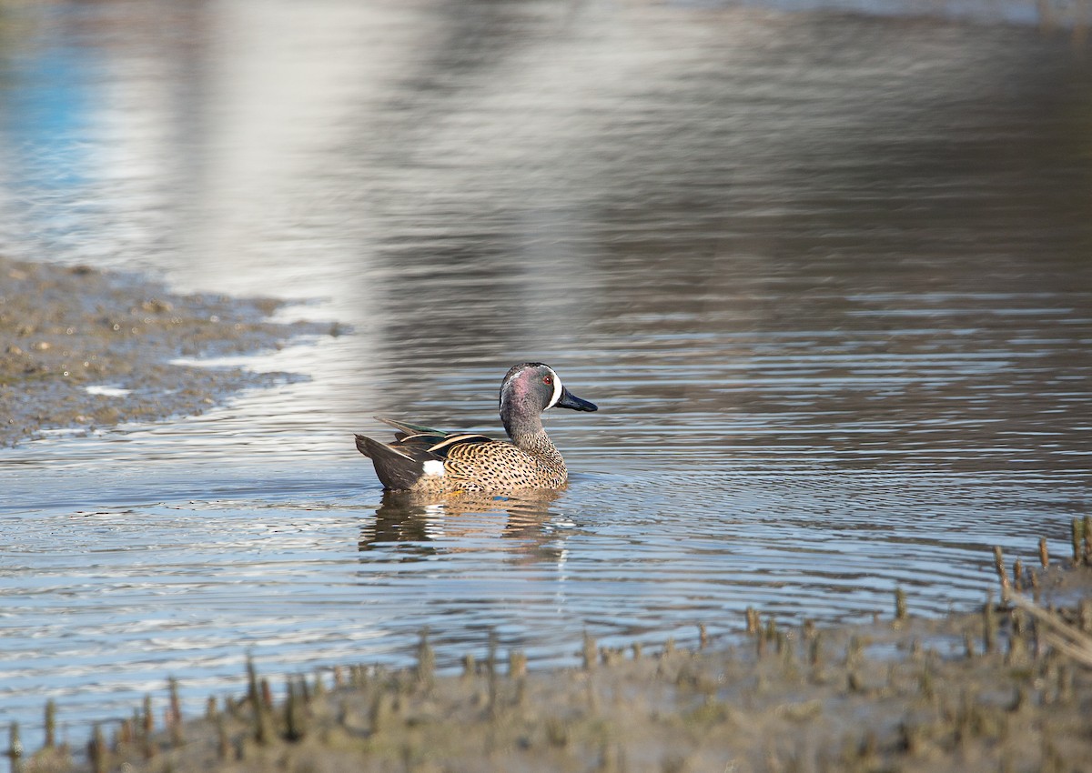 Blue-winged Teal - ML646820277