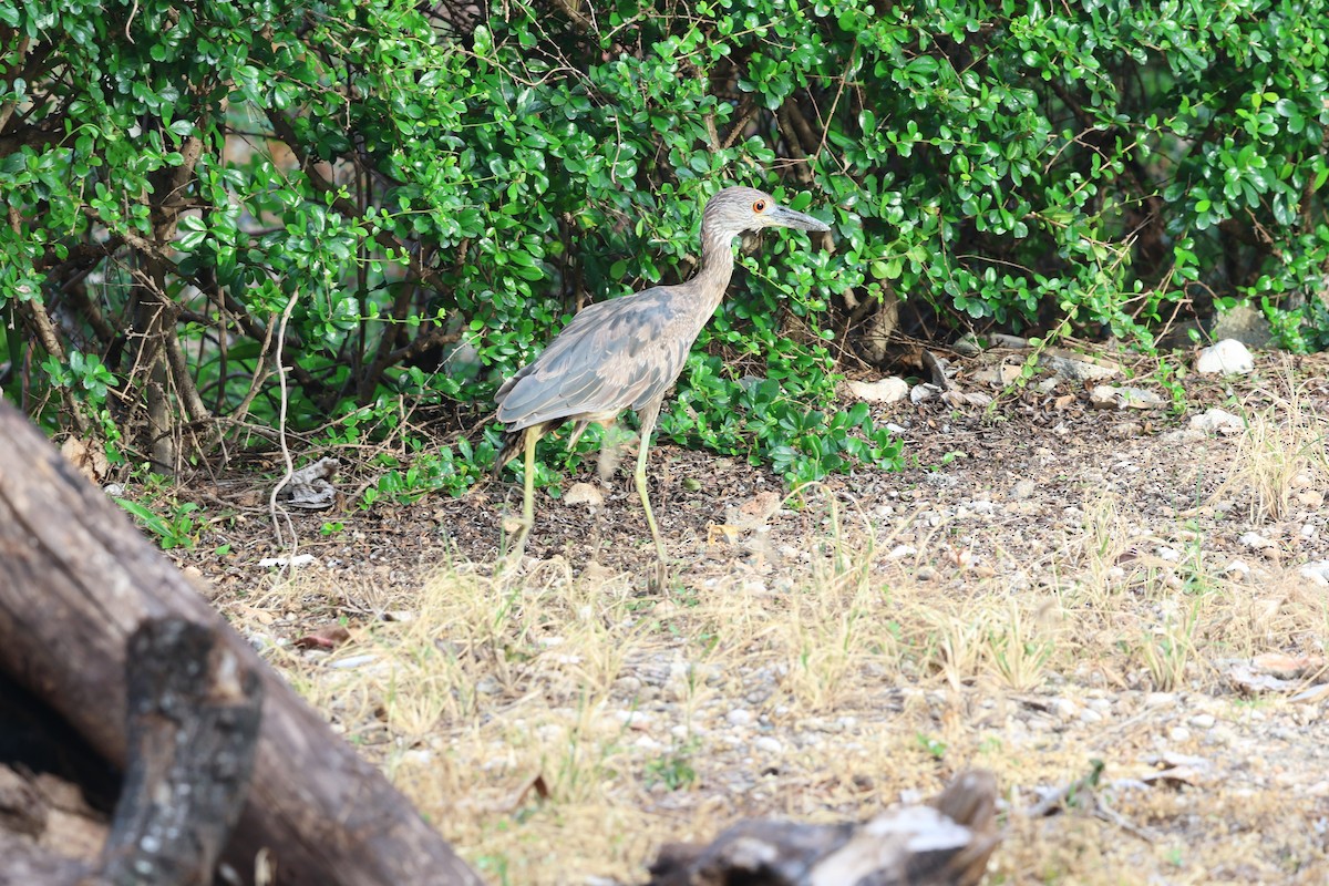 Martinete Coronado - ML646820280