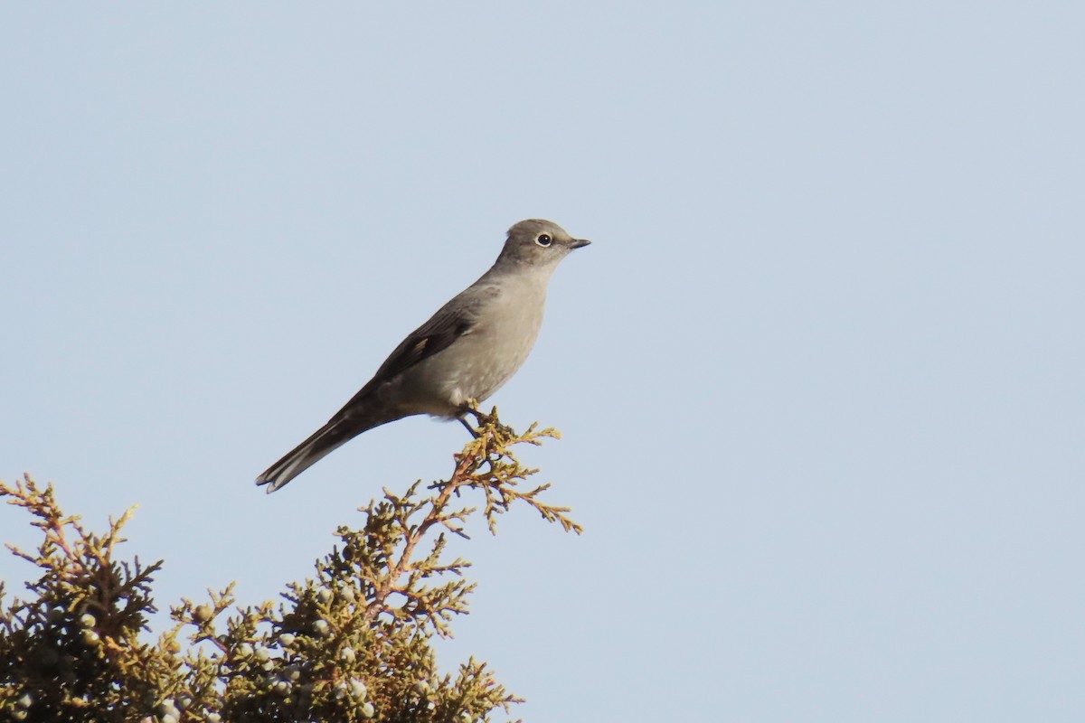 Townsend's Solitaire - ML646820282