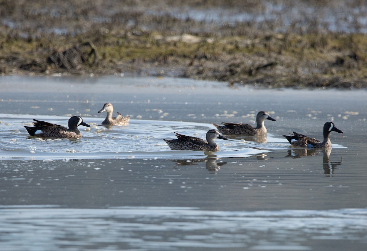 Blue-winged Teal - ML646820283