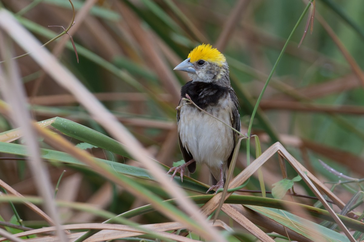 Black-breasted Weaver - ML646820296