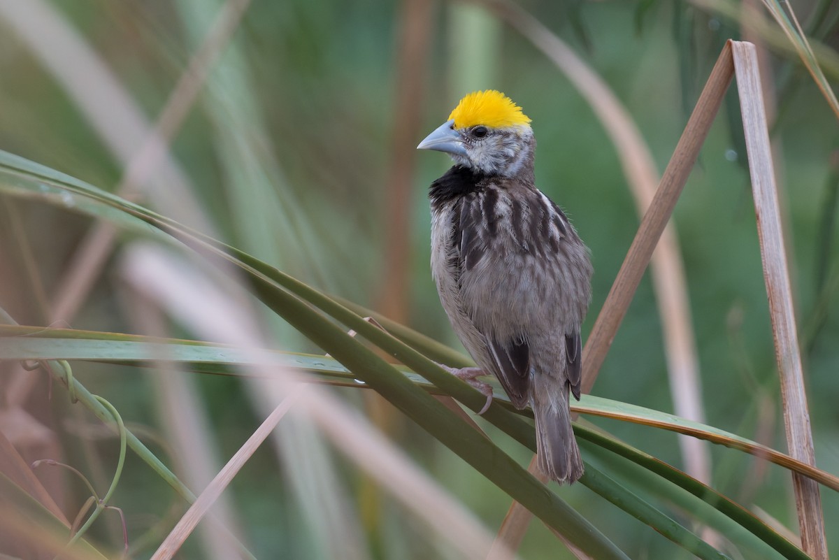 Black-breasted Weaver - ML646820297