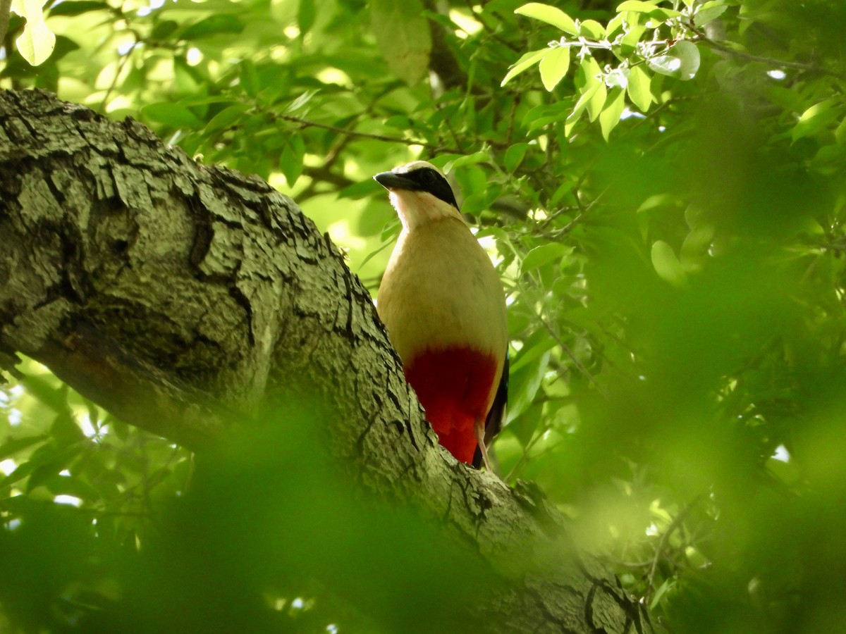 African Pitta - ML646820299