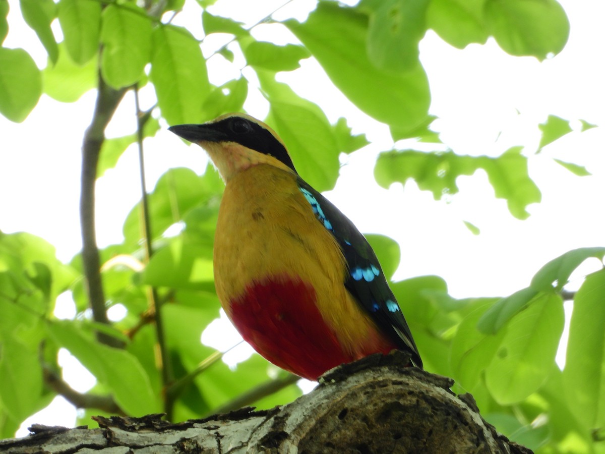 African Pitta - ML646820300