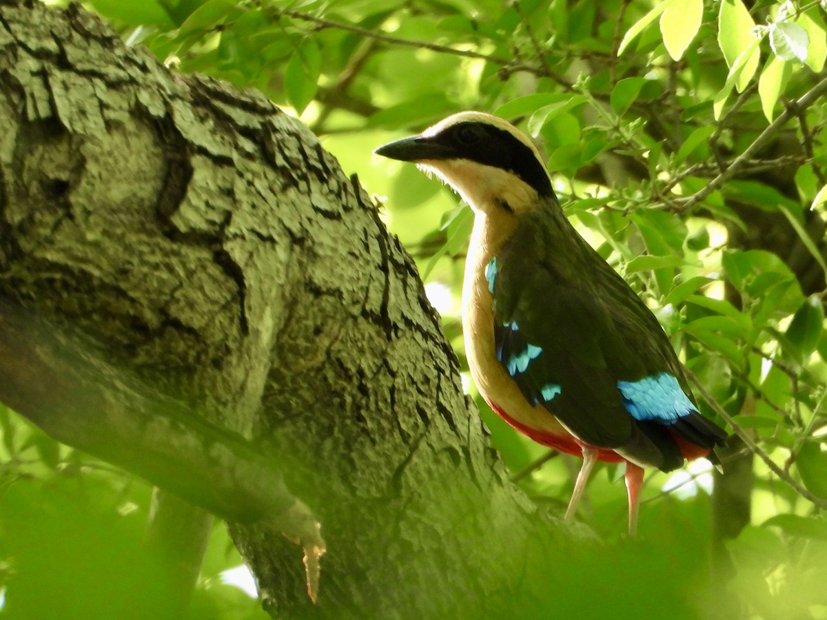 African Pitta - ML646820301