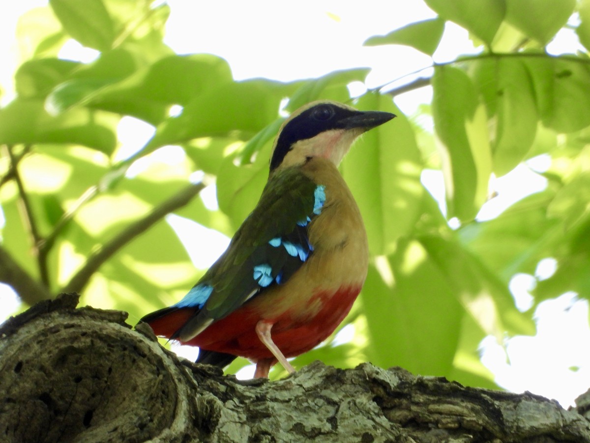 African Pitta - ML646820302