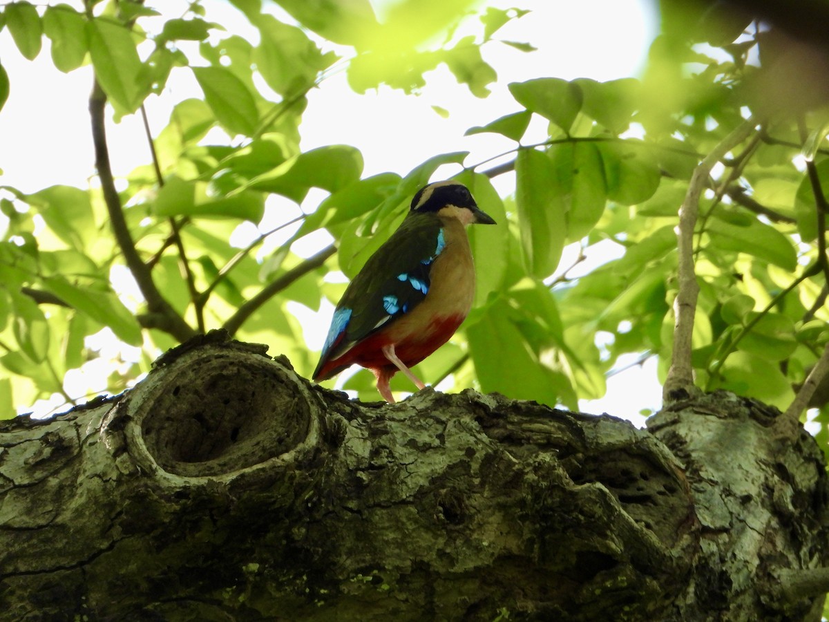 African Pitta - ML646820303