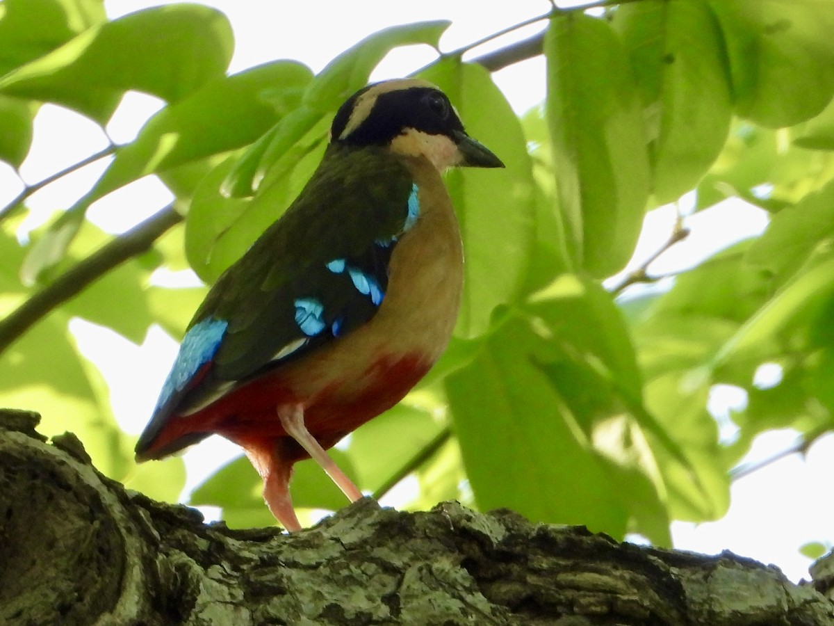 African Pitta - ML646820304