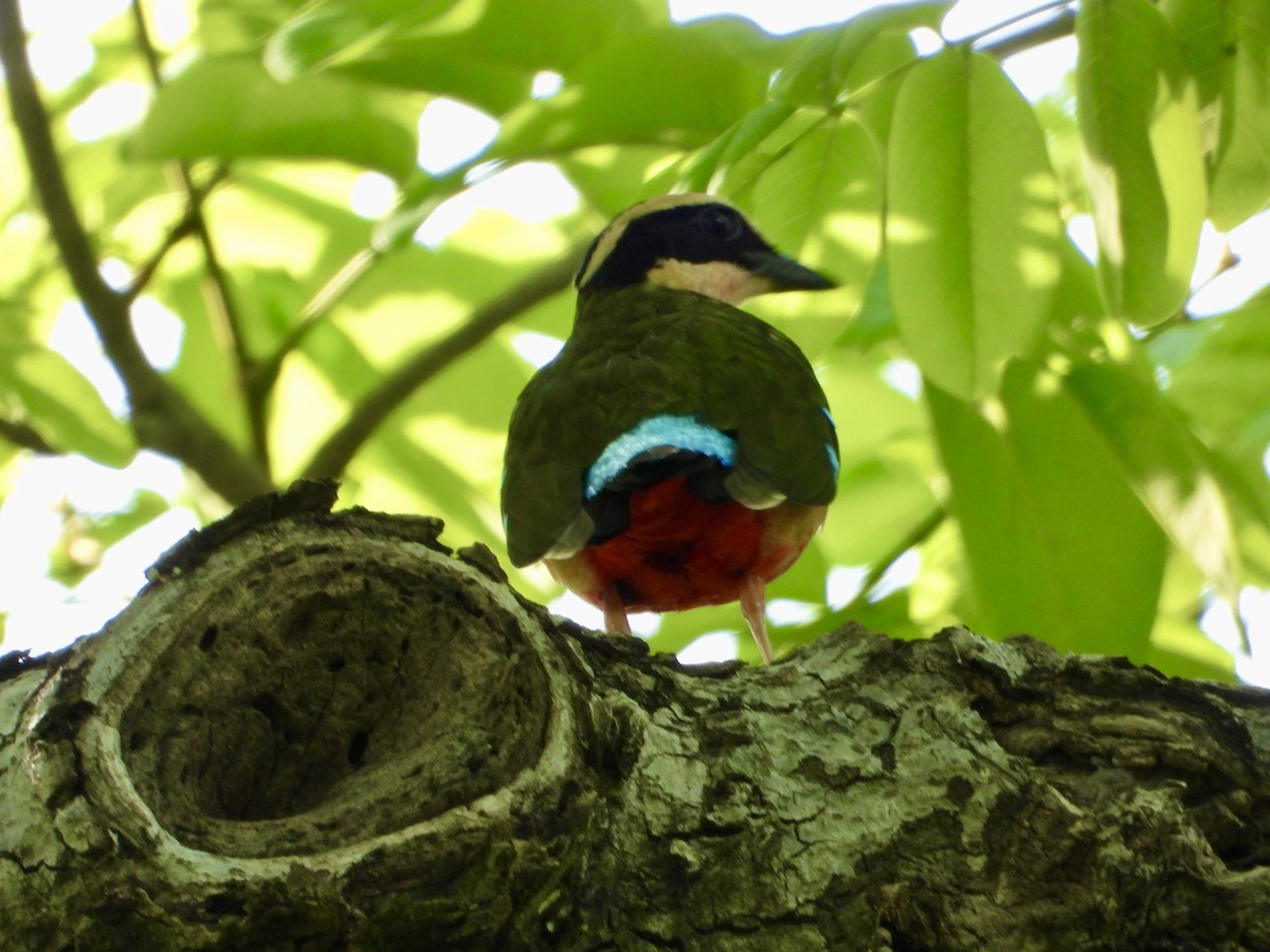 African Pitta - ML646820305