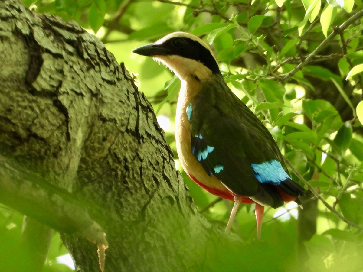 African Pitta - ML646820308
