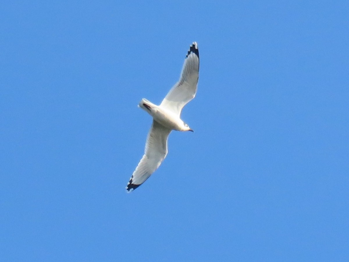 Franklin's Gull - ML646820309