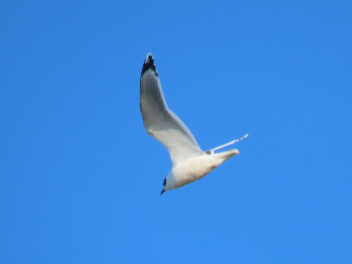 Franklin's Gull - ML646820310