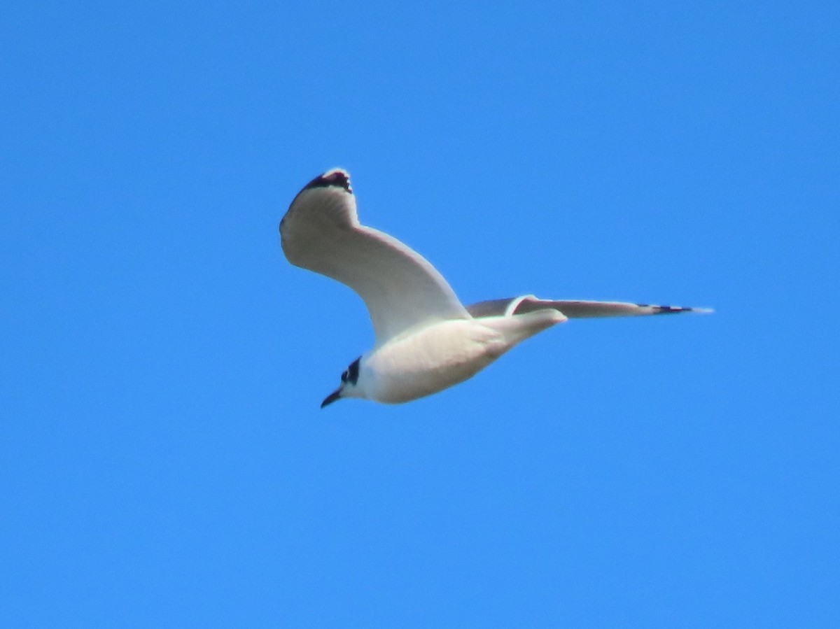 Franklin's Gull - ML646820311