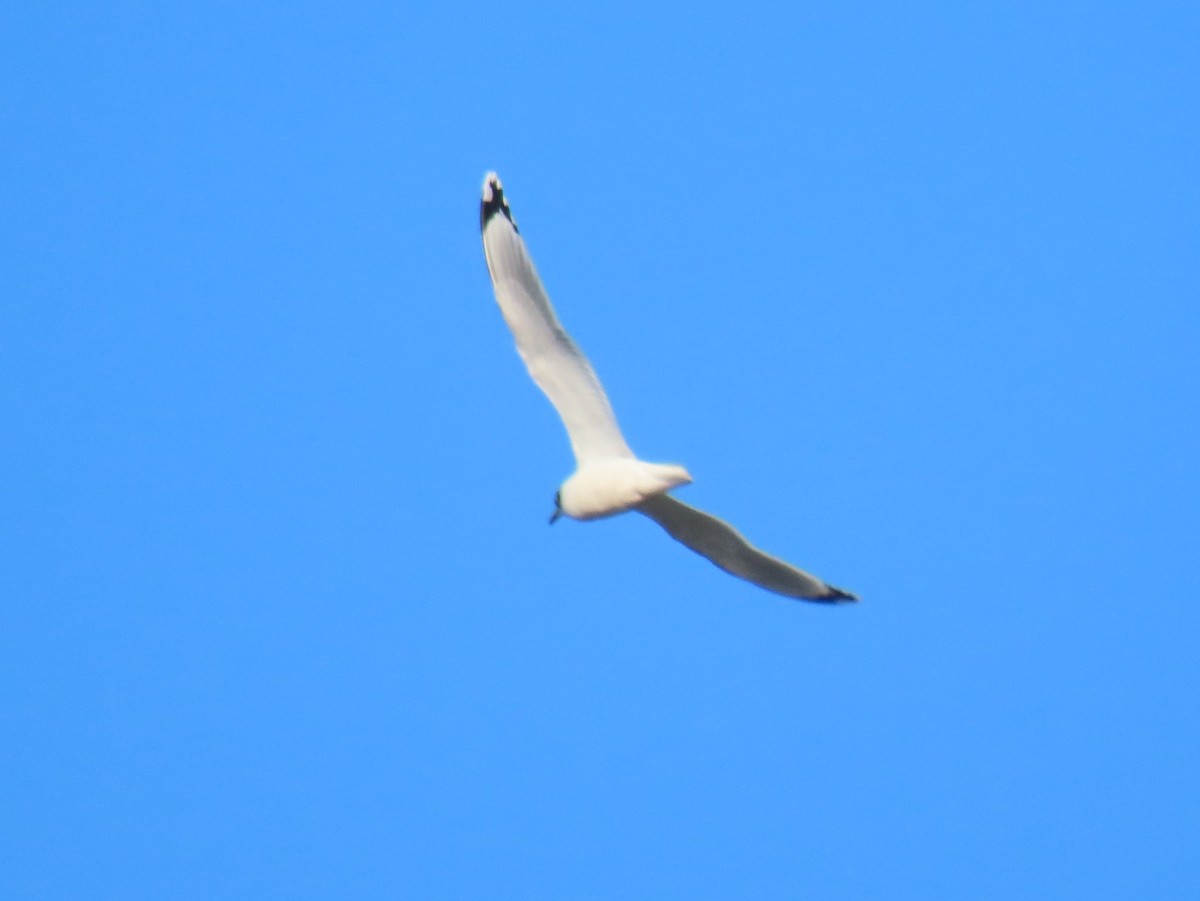 Franklin's Gull - ML646820312