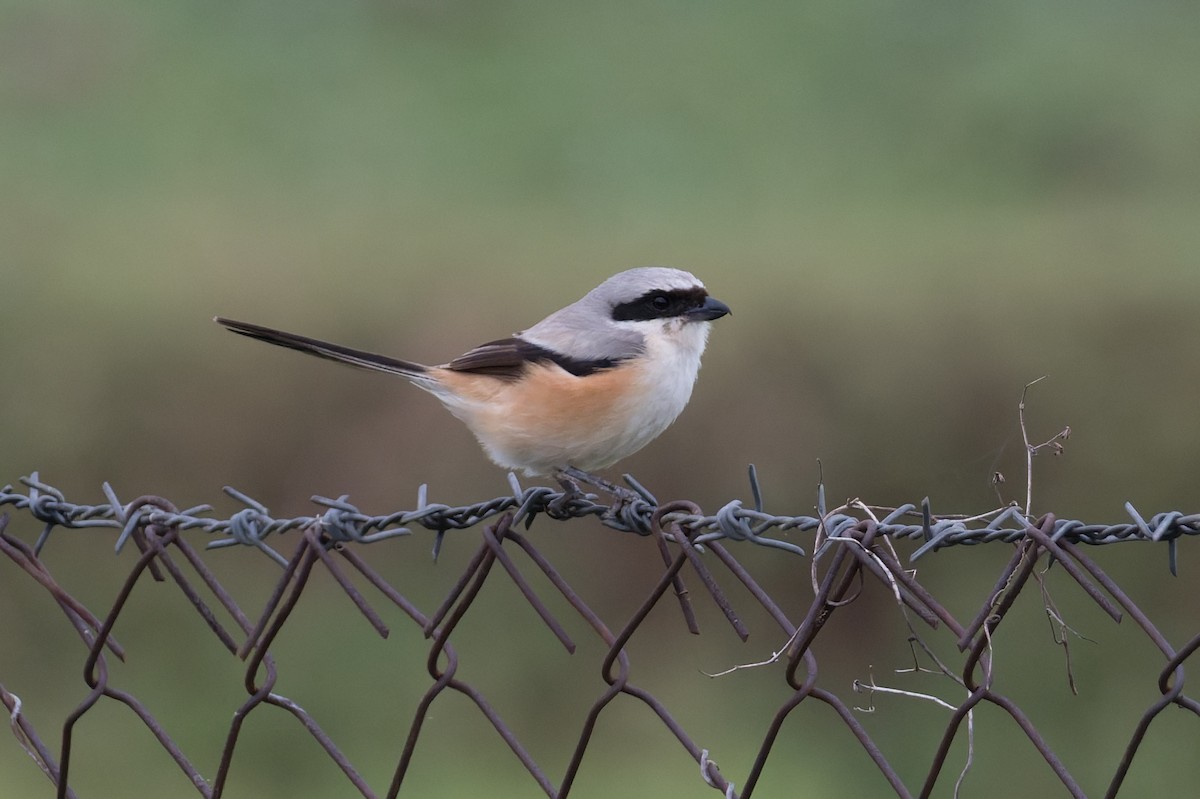 Pie-grièche à bandeau - ML646820313
