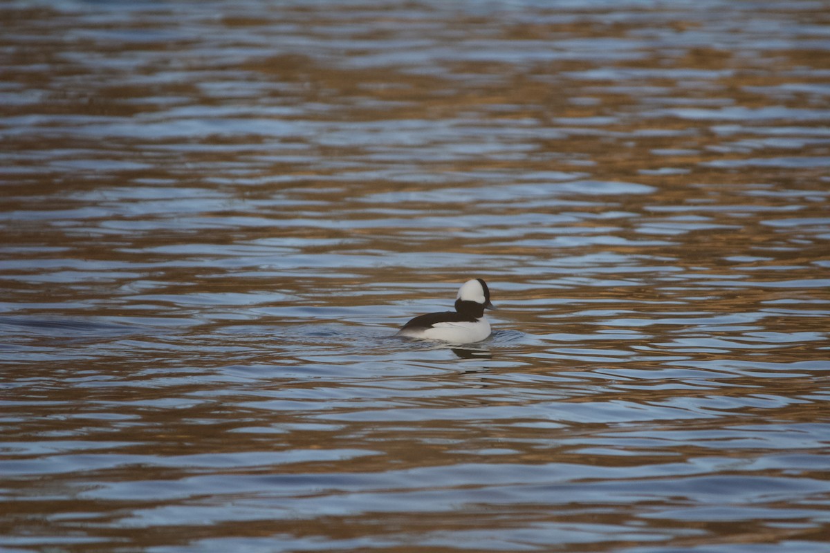 Bufflehead - ML646820314
