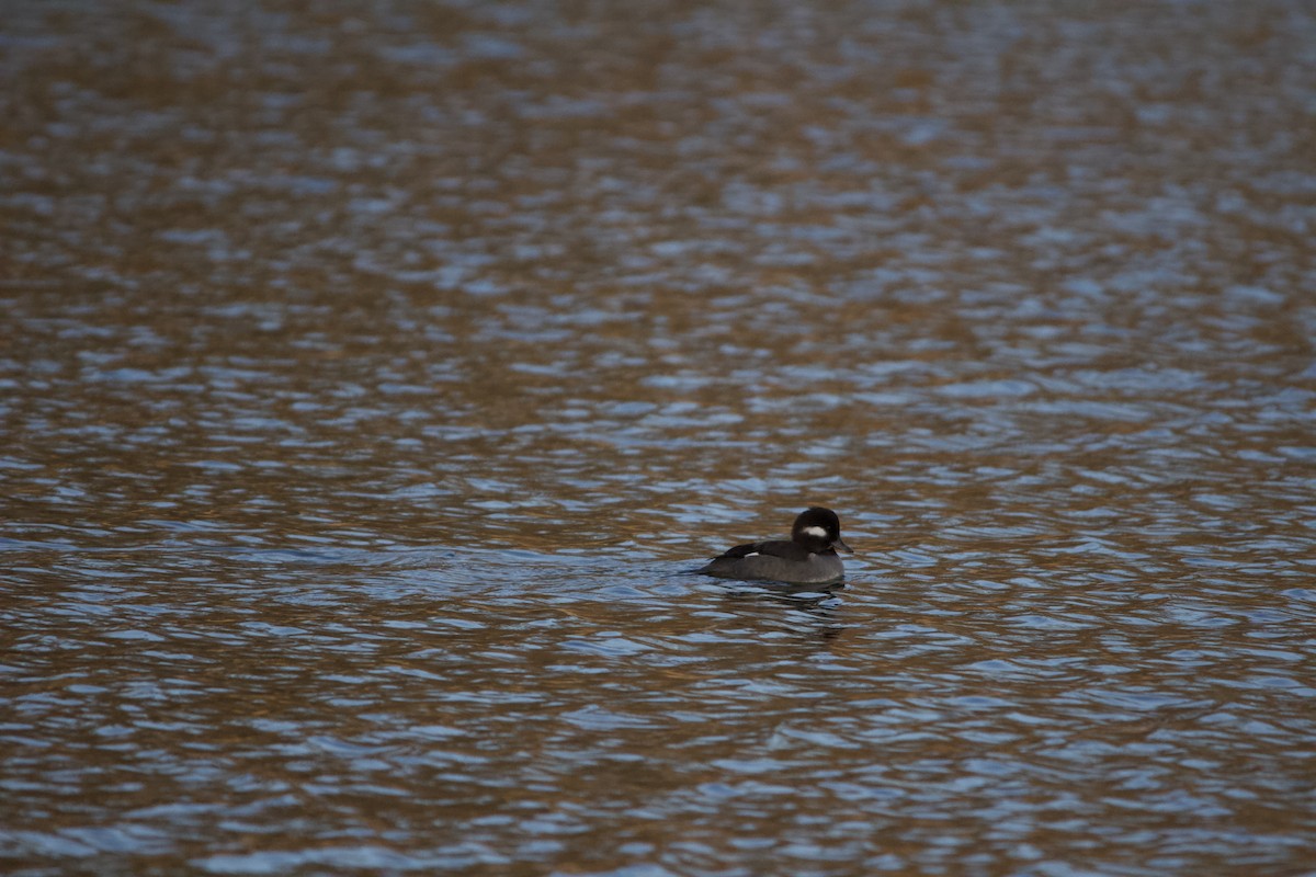 Bufflehead - ML646820315