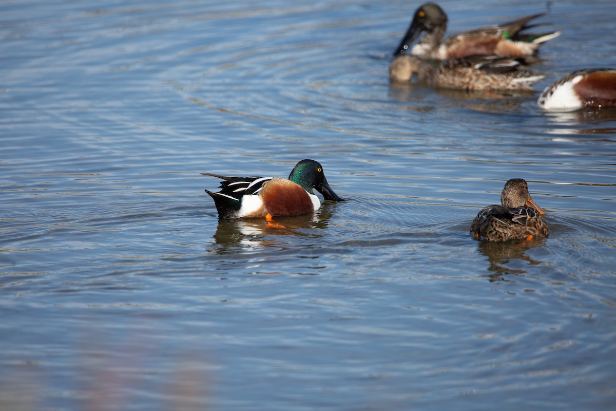 Northern Shoveler - ML646820318