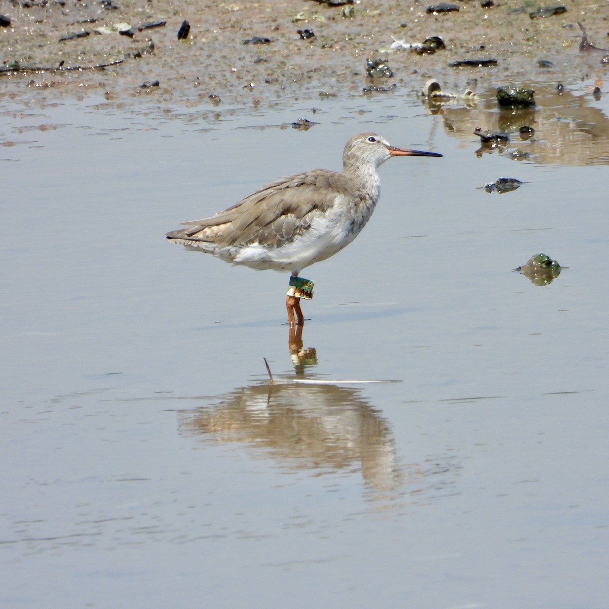 Common Redshank - ML646820319