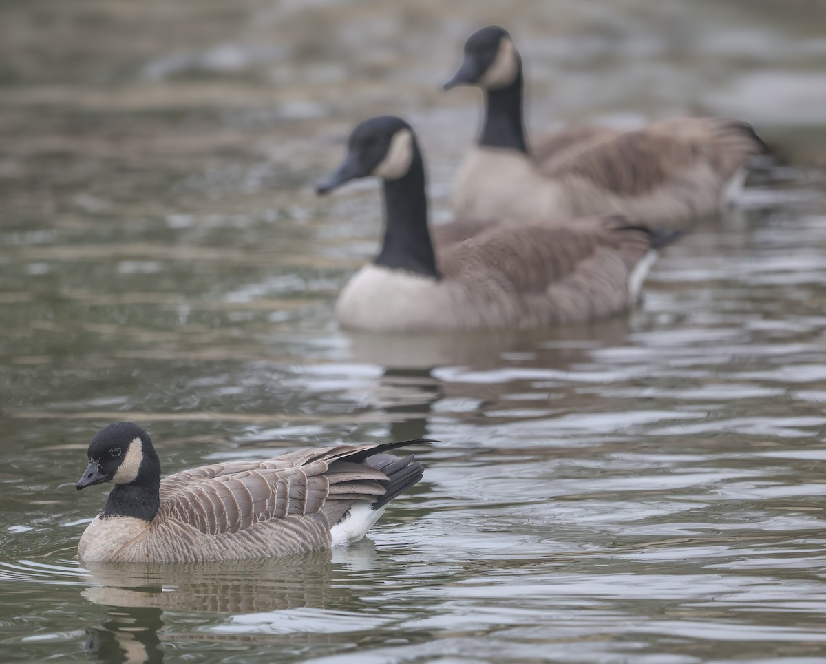 小加拿大雁 - ML646820320