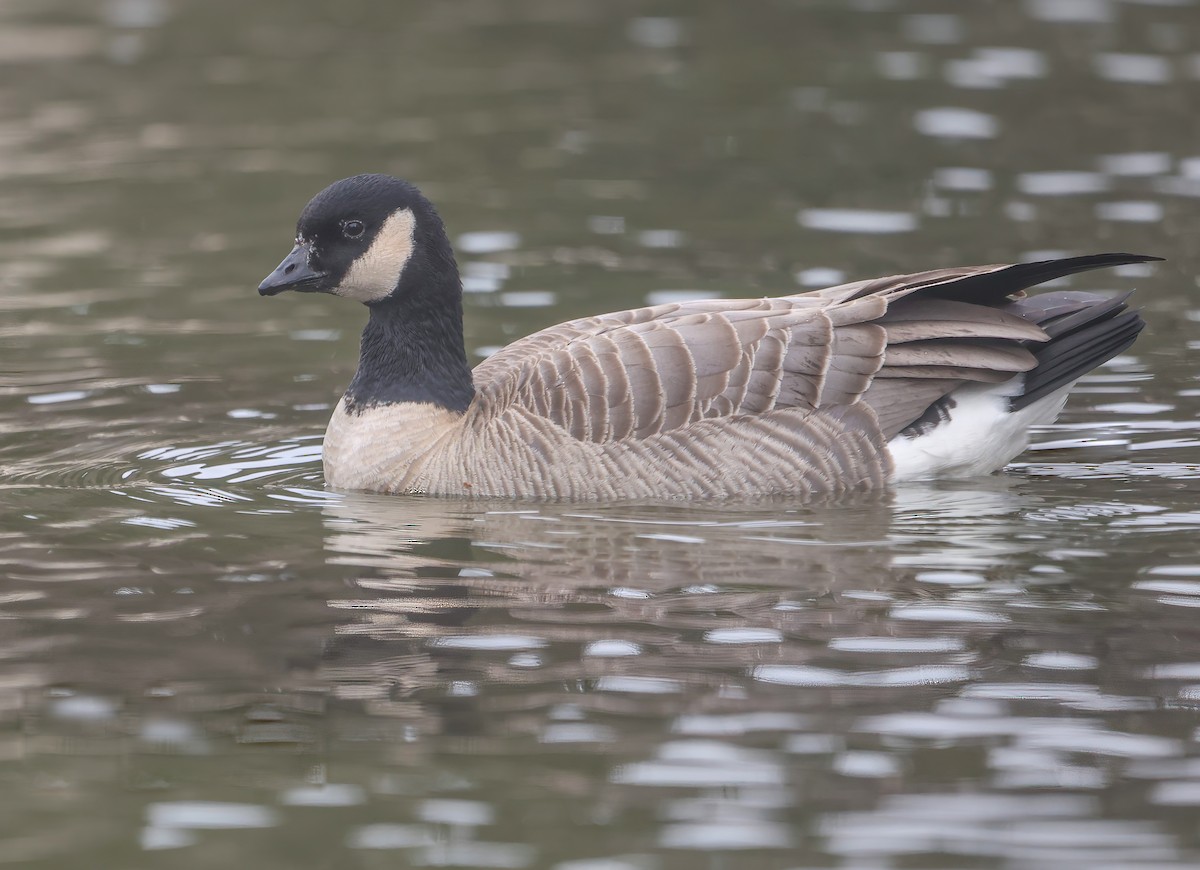 小加拿大雁 - ML646820321