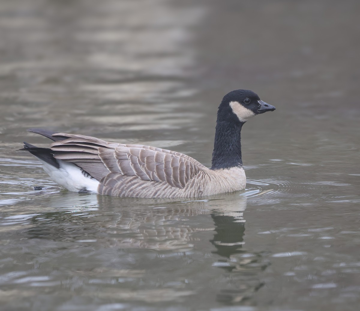 小加拿大雁 - ML646820322