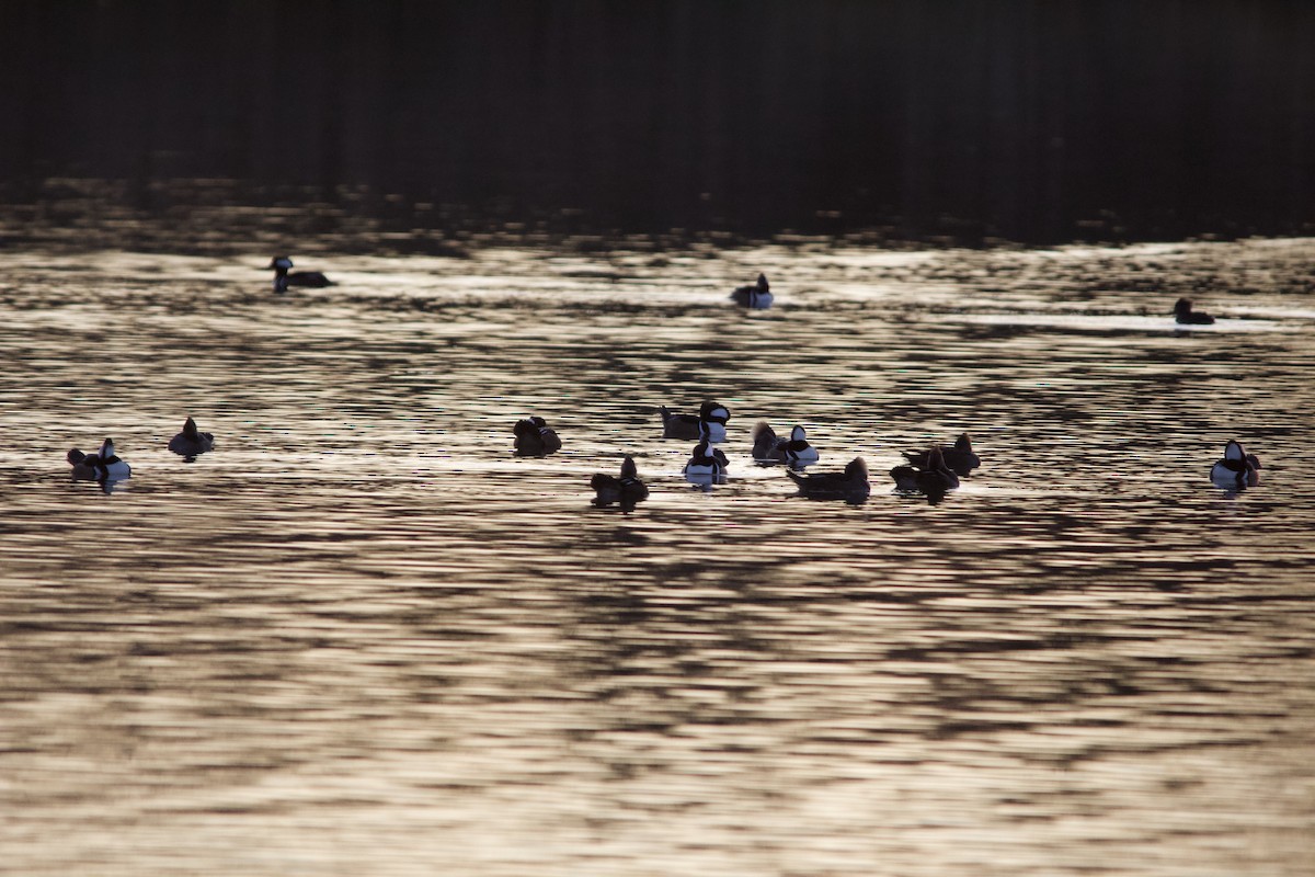 Hooded Merganser - ML646820323