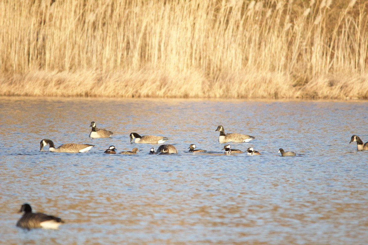 Hooded Merganser - ML646820328