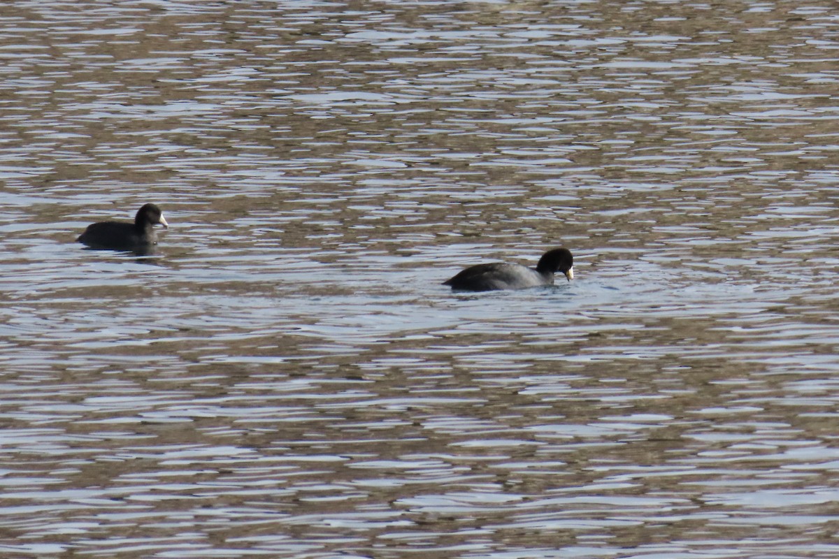 American Coot (Red-shielded) - ML646820331