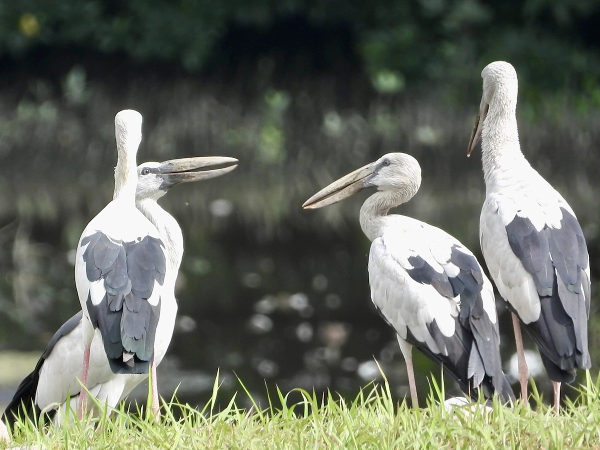 Asian Openbill - ML646820332
