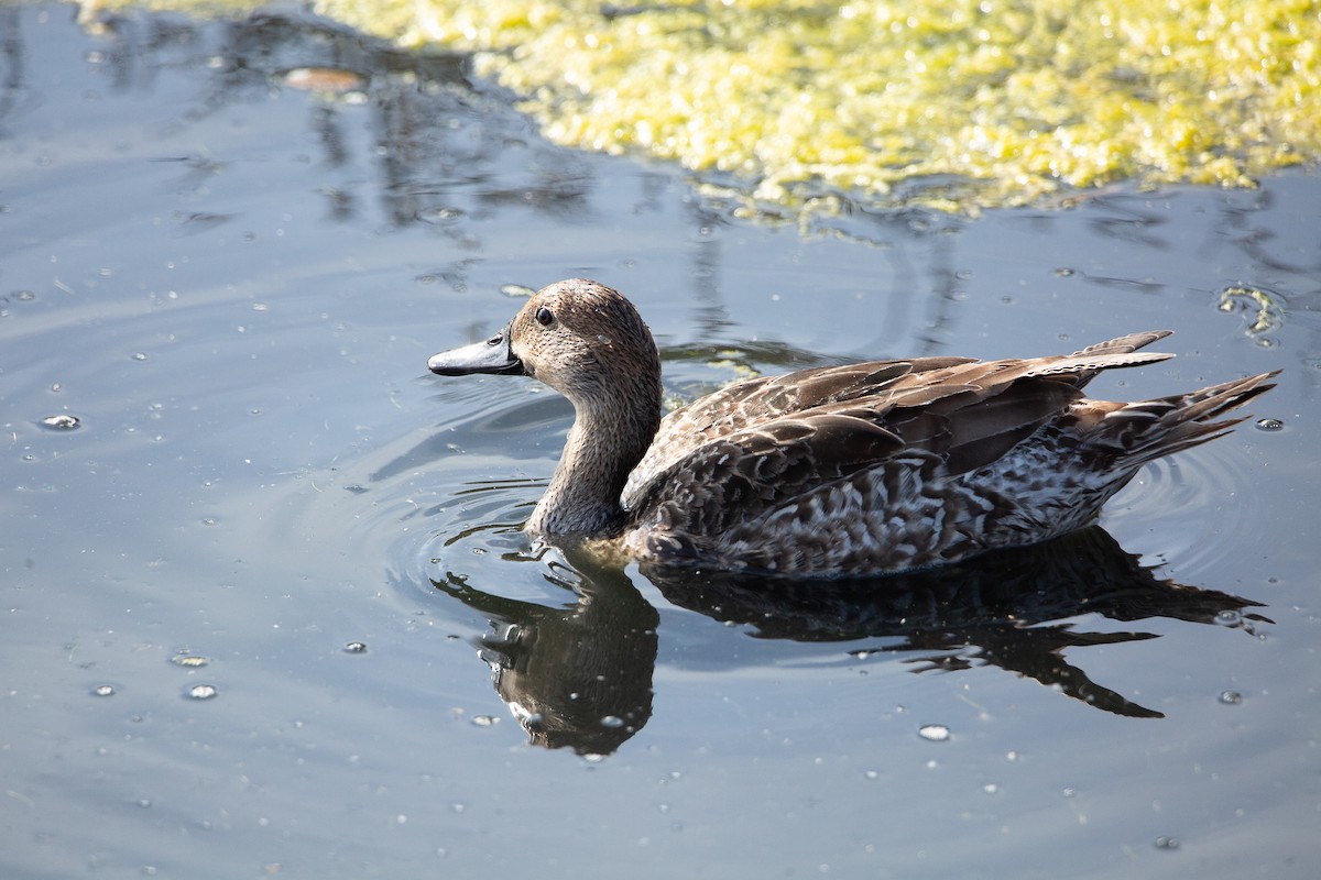 Northern Pintail - ML646820334