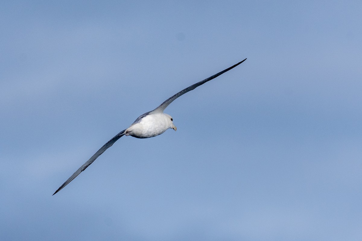 Northern Fulmar - ML646820335