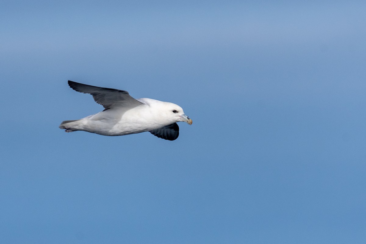 Northern Fulmar - ML646820336