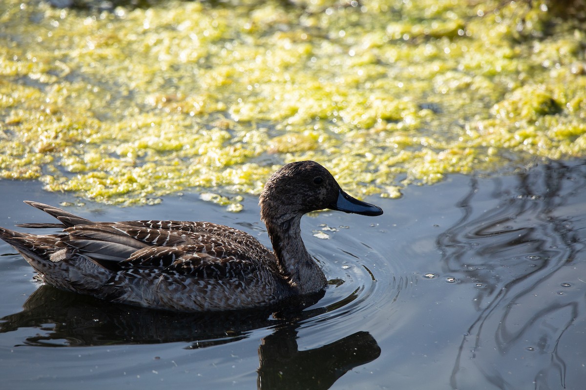 Northern Pintail - ML646820337