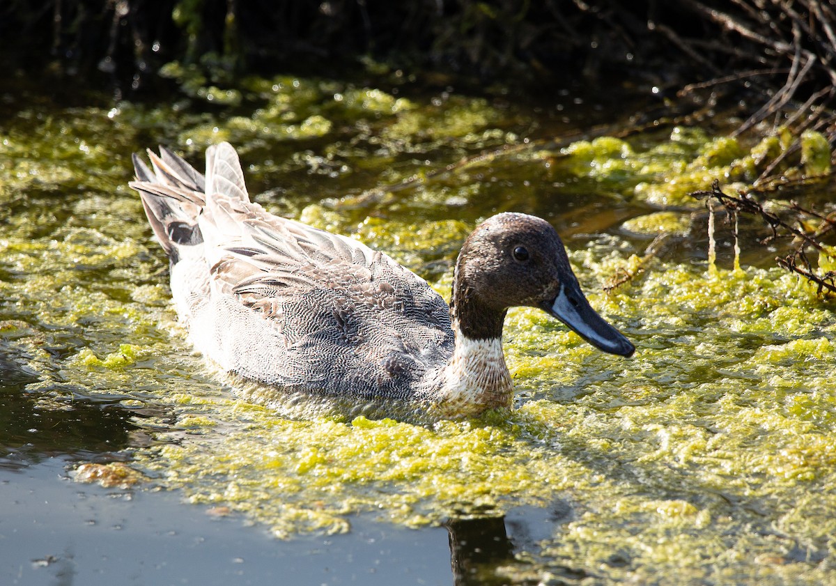 Northern Pintail - ML646820339