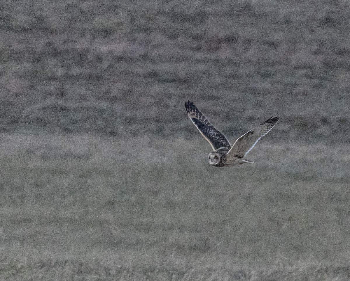 kalous pustovka - ML646820340