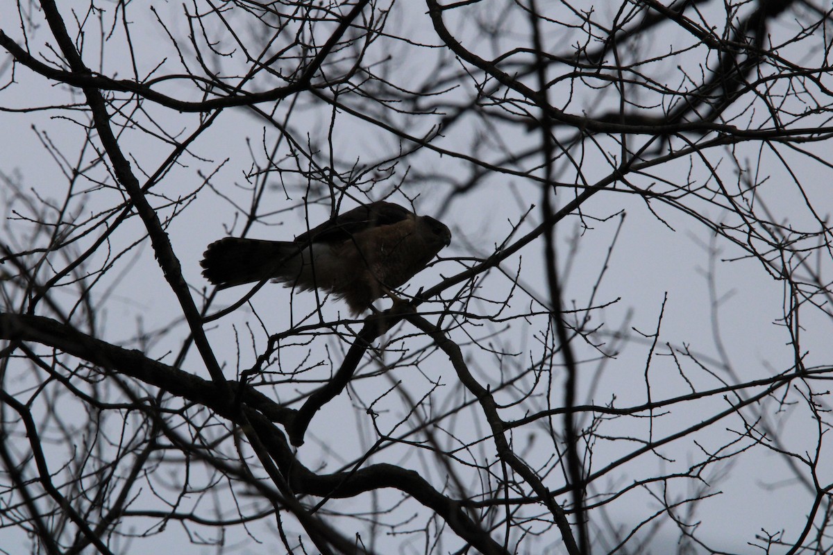 jestřáb americký - ML646820341