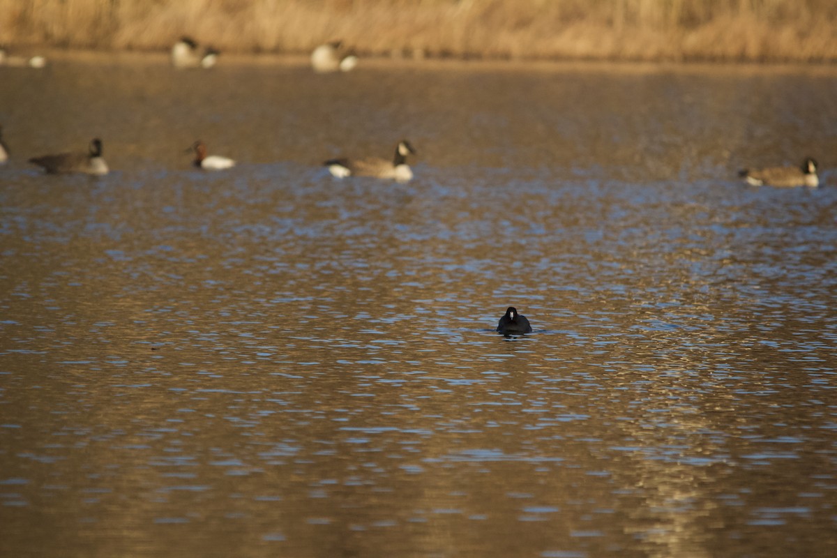 American Coot - ML646820342