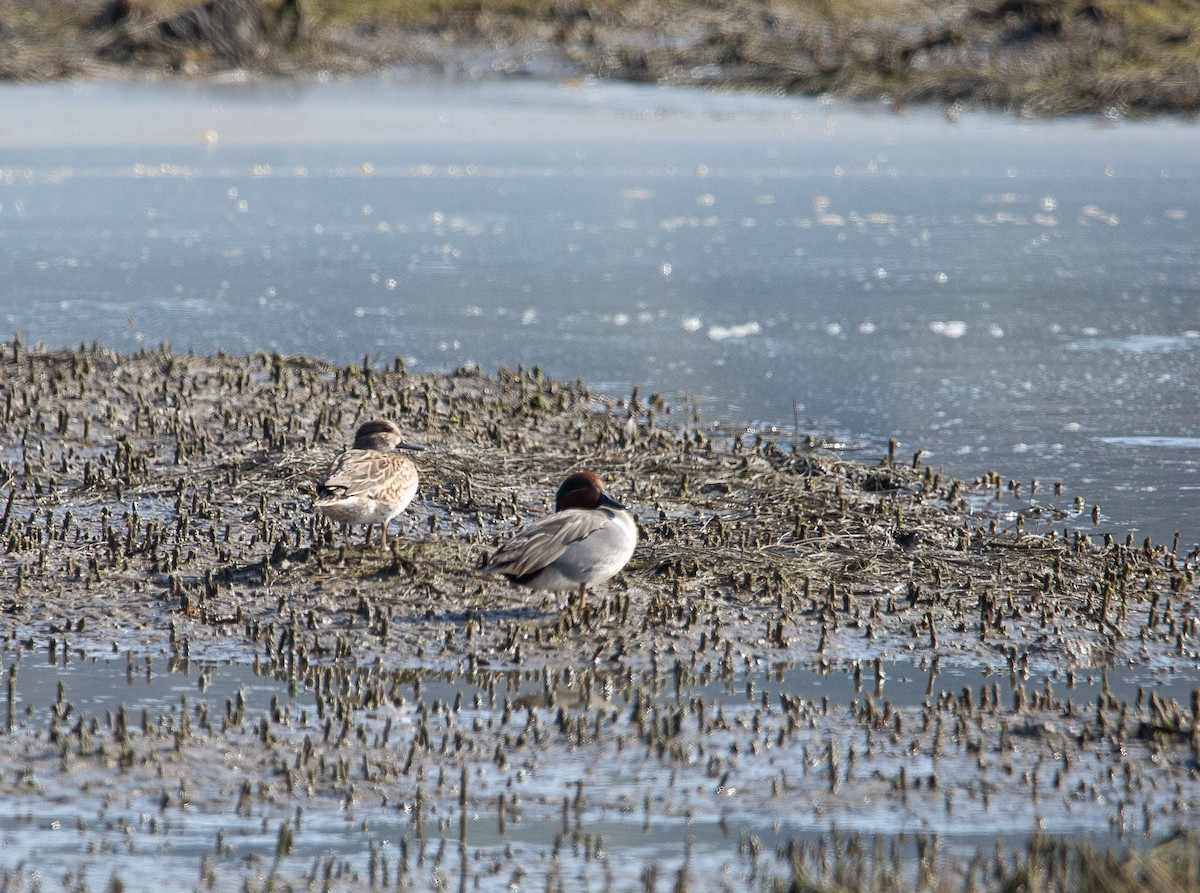 Green-winged Teal (American) - ML646820343