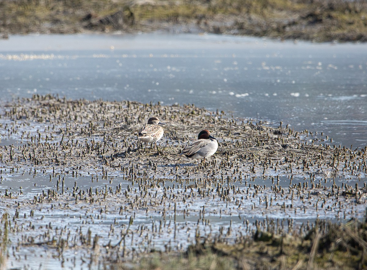 Green-winged Teal (American) - ML646820344