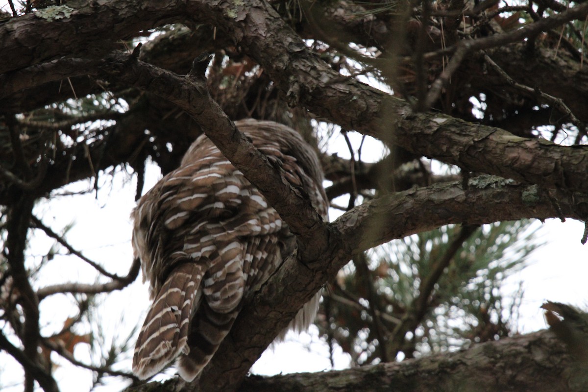 puštík proužkovaný - ML646820345