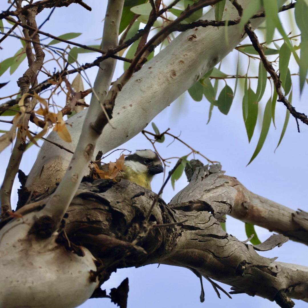 Eastern Shrike-tit - ML646820348