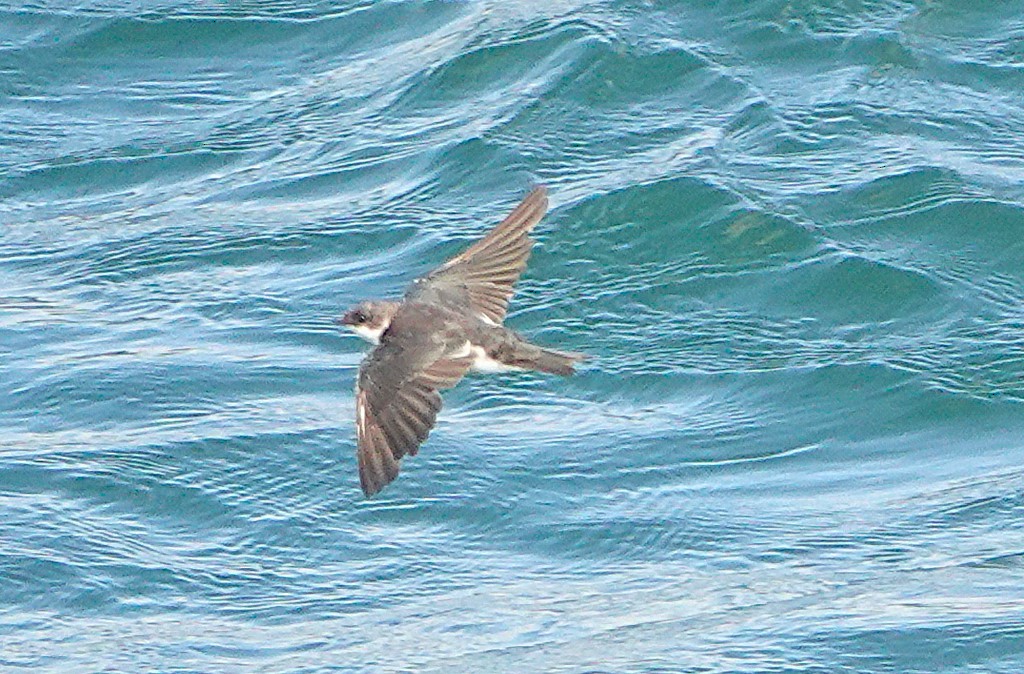 Tree Swallow - ML646820349