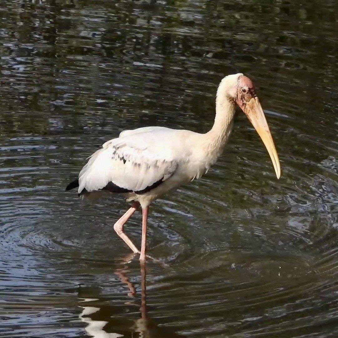 Milky Stork - ML646820350