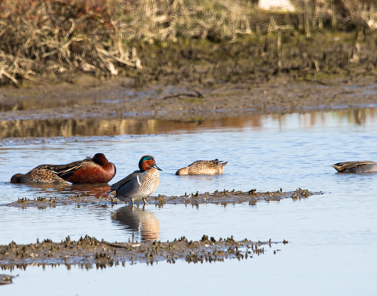 Green-winged Teal (American) - ML646820351