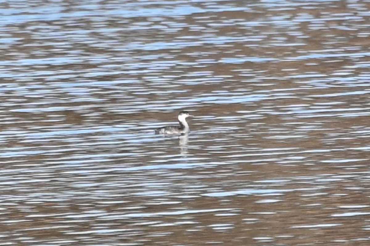 Horned Grebe - ML646820352